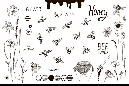 bees and flowers vector line illustrations set