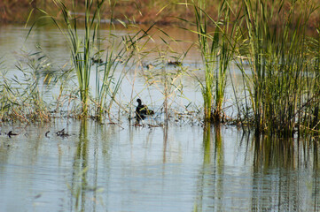 Closeup of common reed reflections on lake with selective focus on foreground