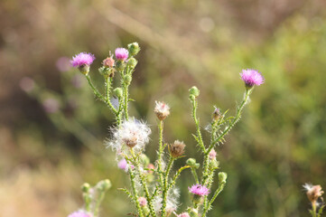 Closeup of spiny plumeless thistle flowers and seeds with blurred plants on background