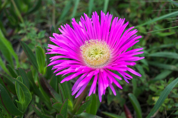 pink flower with dew drops