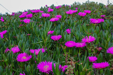 purple and yellow tulips