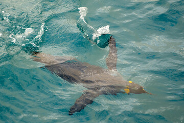 schwimmender Königspinguin (APTENODYTES PATAGONICUS) im Wasser