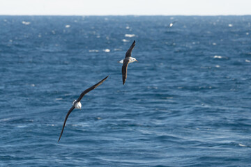 Wanderalbatros (Diomedea exulans) - der Vogel mit der größten Flügelspannweite der Welt