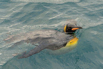 schwimmender Königspinguin (APTENODYTES PATAGONICUS) im Wasser