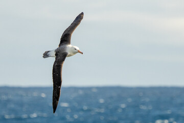 Wanderalbatros (Diomedea exulans) - der Vogel mit der größten Flügelspannweite der Welt