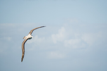 Riesensturmvogel (Macronectes giganteus) im Flug über der Drake Passage