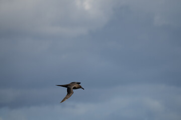 Dunkelalbatros (Phoebetria fusca) ein rußschwarzer Albatros mit charakteristisch langen, schmalen Flügeln und einem schmal auslaufenden Schwanz