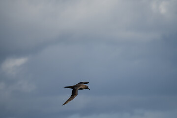Dunkelalbatros (Phoebetria fusca) ein rußschwarzer Albatros mit charakteristisch langen, schmalen Flügeln und einem schmal auslaufenden Schwanz