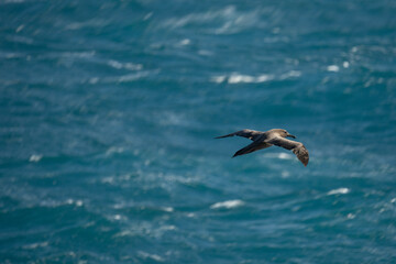 Fototapeta na wymiar Dunkelalbatros (Phoebetria fusca) ein rußschwarzer Albatros mit charakteristisch langen, schmalen Flügeln und einem schmal auslaufenden Schwanz