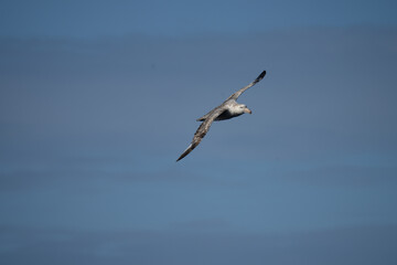 Nördlicher Riesensturmvogel (Macronectes halli) im Flug über der Drake Passage