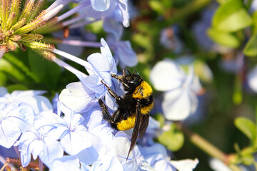 Abejorro alimentándose
