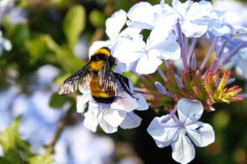 Abejorro alimentándose de plúmbago