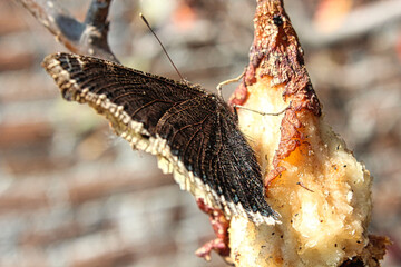 Mariposa comiendo pera