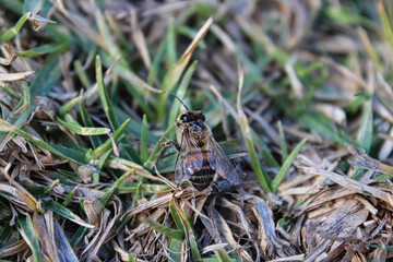 Abeja sobre pasto