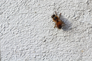 Abeja en la pared