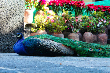 Pavo real descansando en la sombra