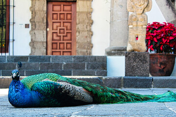 Pavo real macho echado