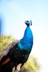 Pavo real orgulloso