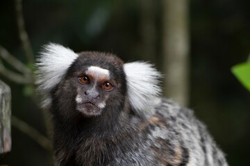 Caruaru, Pernambuco, Brazil. 01,25,2022. A small monkey known as a marmoset is seen in the...