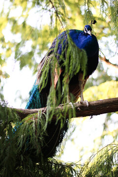 Pavo real parado entre ramas
