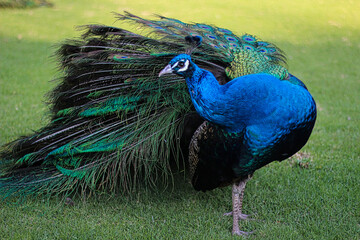 Pavo real