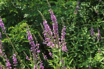 flowers in the field