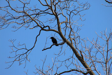 bird on tree