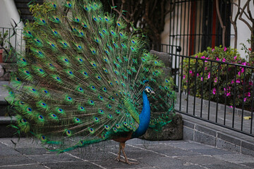 Pavo real con cola abierta