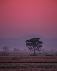 Lonely tree in the morning