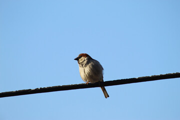 bird on a branch