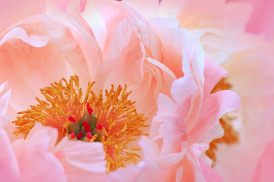 Pink peony flower close up. Flower background