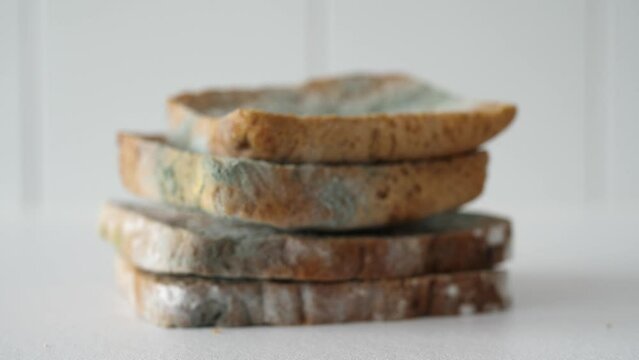 Camera focusing on moldy bread