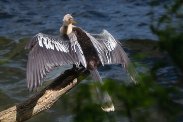 Anhinga
