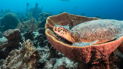 Seascape with Green Sea Turtle resting in Bell Sponge in the Caribbean Sea around Curacao
