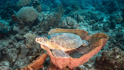 Seascape with Green Sea Turtle resting in Bell Sponge in the Caribbean Sea around Curacao