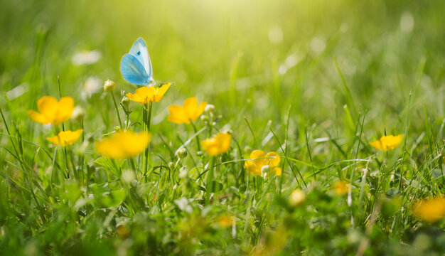 Butterfly flies over wild yellow flowers in grass in rays of sunlight.