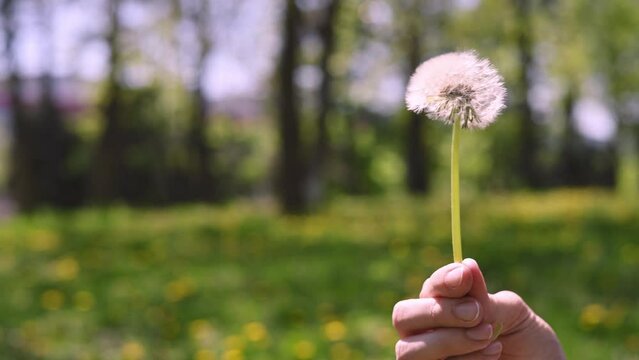 Lush open white dandelion flower in female hand against the background of green grass in park. Dandelion seeds fall off the round flower head. Spring green background, nature, plant outdoors