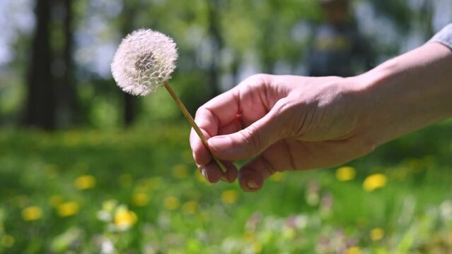 Lush open white dandelion flower in female hand against the background of green grass in park. Small child picks up dandelion with white seeds. Spring green background, nature, plant outdoors