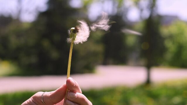 Lush open white dandelion flower in female hand against the background of green grass in park. Dandelion seeds fall off the round flower head. Spring green background, nature, plant outdoors