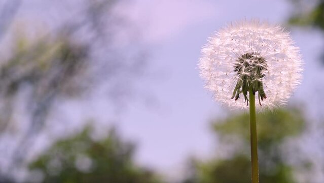 Lush open white dandelion flower in the green grass in the park. White round head of flowering dandelion with seeds. Spring green background, nature, plant outdoors