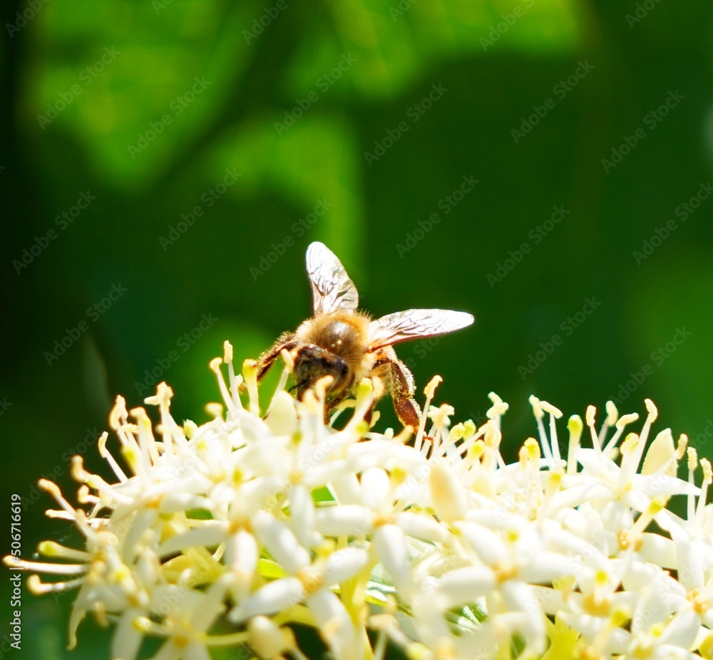 Canvas Prints bee on a flower