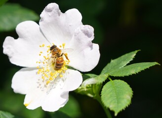 bee on a flower