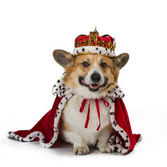 isolated portrait of a cute corgi dog puppy in a red royal robe and a gold tiara decorated with precious stones on a white background