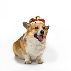 isolated square portrait of a cute corgi dog puppy in a red royal gold tiara decorated with...