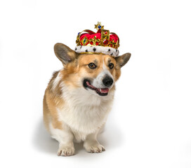 isolated portrait of a cute corgi dog puppy in a red royal gold tiara decorated with precious stones on a white background sitting and smiling