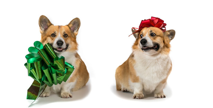 two gifts for the holiday of cute dogs Welsh corgi puppies with tied gift shiny bows on a white background sitting and smiling