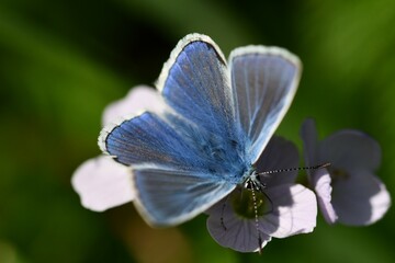 butterfly on flower