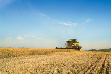 Naklejka premium Combine harvester harvests ripe wheat. Ripe ears of gold field on the sunset cloudy orange sky background. . Concept of a rich harvest. Agriculture image