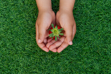children's hands holding a strawberry on green grass background. homegrown harvest concept.