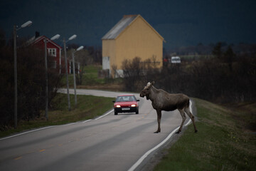 Elch auf der Strasse